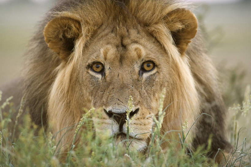 脸,头,脸颊,无人,横图,室外,特写,白天,正面,旅游,度假,草地,草坪,美景,植物,哺乳动物,野生动物,狮子,非洲,南非,朦胧,模糊,景观,注视,娱乐,草,一只,绿色,自然,动物,观察,看,趴着,享受,休闲,景色,放松,观看,察看,关注,自然风光,凶猛,阿非利加洲,南非共和国,北开普省,残暴,凶残,头部,脸部,脸蛋,面部,趴,半身,彩图