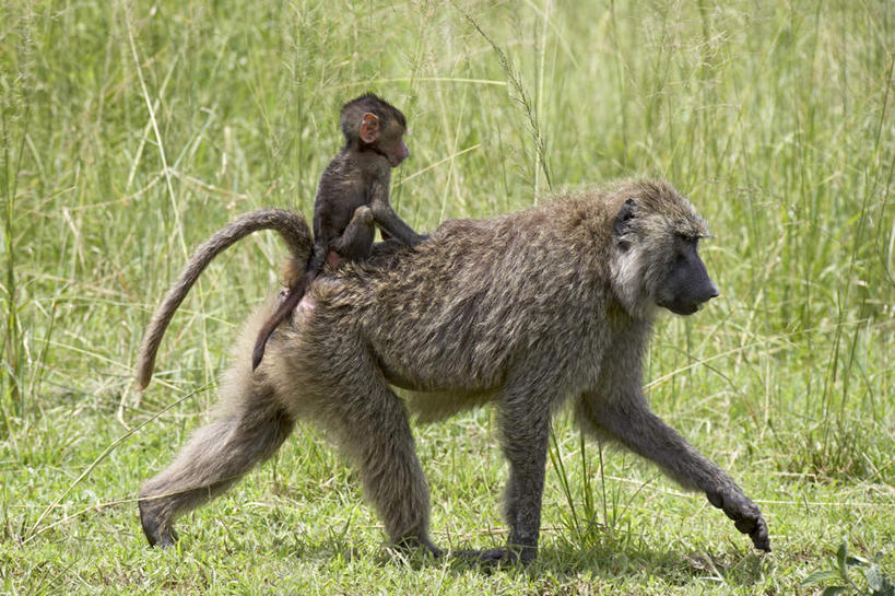 背,无人,家庭,坐,走,横图,室外,白天,侧面,旅游,度假,草地,草原,美景,植物,野生动物,非洲,坦桑尼亚,阴影,光线,狒狒,影子,景观,旷野,注视,娱乐,草,绿色,阳光,自然,动物,背着,观察,看,两只,享受,休闲,温暖,温馨,一家人,景色,放松,可爱,活泼,观看,和睦,察看,关注,自然风光,原野,背负,东非狒狒,橄榄狒狒,绿狒狒,东非,坦桑尼亚联合共和国,步行,散步,走路,坐着,彩图,全身,融洽