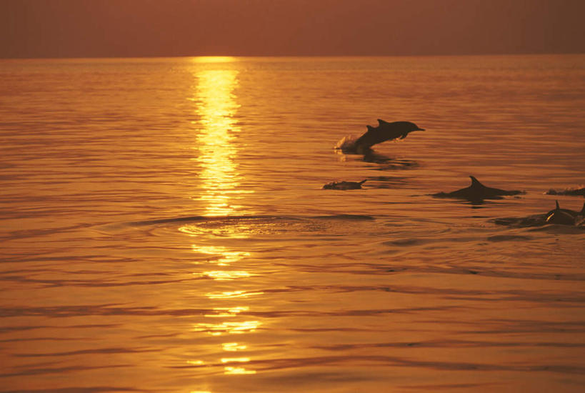 游泳,无人,跳,横图,室外,白天,侧面,旅游,度假,海浪,海洋,美景,日落,哺乳动物,海豚,马尔代夫,亚洲,一群,许多,阴影,波纹,光线,影子,景观,浪花,晚霞,霞光,落日,首都,很多,半空,娱乐,倒影,水纹,阳光,自然,海水,黄昏,动物,波浪,享受,休闲,景色,彩霞,放松,可爱,活泼,五只,倒映,自然风光,南亚,海景,马尔代夫共和国,泅水,夕照,反照,拍浮,马累,大海,风浪,海,海水的波动,近岸浪,涌浪,夕阳,跳跃,半身,彩图,斜阳