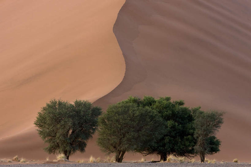 无人,横图,俯视,室外,白天,旅游,度假,美景,沙漠,植物,非洲,纳米比亚,阴影,光线,影子,景观,娱乐,树,树木,绿色,阳光,自然,享受,休闲,景色,放松,高低,生长,成长,凹凸,自然风光,洼地,纳米比亚共和国,崎岖,哈达普区,大漠,砂漠,彩图,高角度拍摄