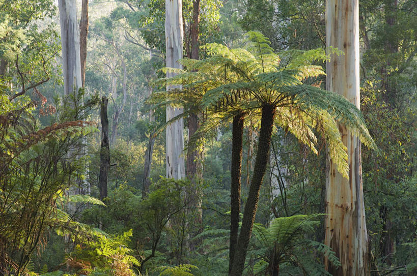 无人,横图,室外,白天,正面,旅游,度假,美景,森林,树林,植物,澳大利亚,阴影,光线,影子,景观,树桩,娱乐,树,树干,树木,绿色,阳光,自然,享受,休闲,木桩,景色,放松,生长,成长,自然风光,大洋洲,澳洲,南方大陆,澳大利亚联邦,西澳大利亚,西澳大利亚州,彩图