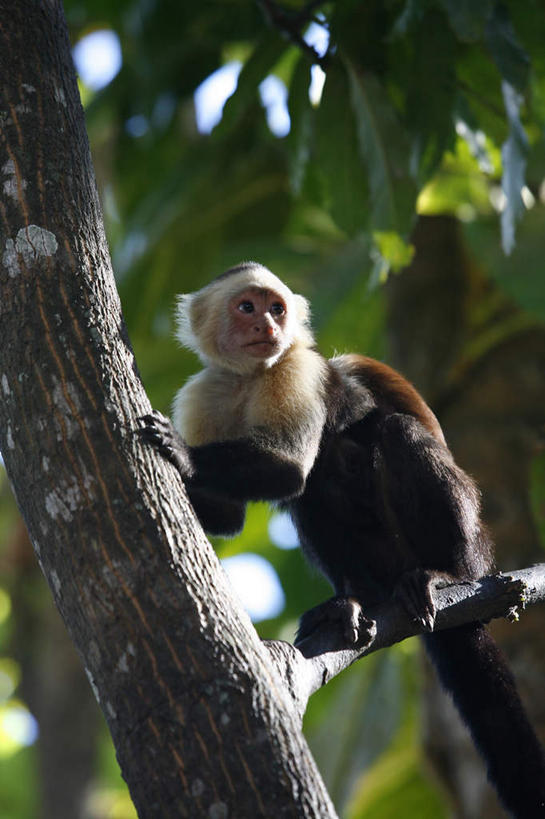 无人,坐,竖图,室外,白天,仰视,旅游,度假,美景,植物,哺乳动物,野生动物,猴子,叶子,哥斯达黎加,阴影,光线,影子,景观,绿叶,扭头,注视,娱乐,树,树木,一只,绿色,阳光,自然,动物,扶,观察,看,转头,享受,休闲,嫩叶,景色,放松,可爱,活泼,生长,成长,观看,察看,北美,北美洲,扶着,关注,自然风光,美洲,北亚美利加洲,亚美利加洲,哥斯达黎加共和国,卷尾猴,叶,叶片,坐着,彩图,低角度拍摄,全身