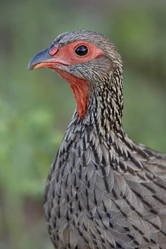 无人,动物园,站,竖图,室外,白天,侧面,旅游,度假,草地,草坪,美景,植物,鸟,野生动物,非洲,南非,阴影,光线,鸟类,影子,景观,注视,娱乐,草,一只,绿色,阳光,自然,动物,观察,看,站着,享受,休闲,景色,放松,可爱,活泼,观看,察看,国家公园,关注,自然风光,克鲁格国家公园,阿非利加洲,鹧鸪,鹧鸪鸟,黑鹧鸪,德兰士瓦省,南非共和国,站立,半身,彩图