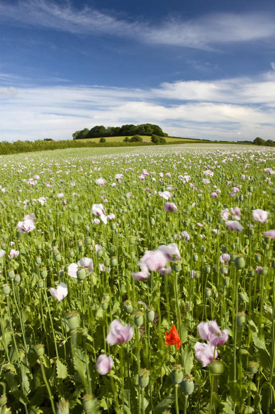 无人,竖图,室外,白天,正面,爱情,幸福,美景,植物,罂粟,英国,欧洲,阴影,新鲜,盛开,光线,影子,景观,云,云朵,粉红色,草药,粉红,浪漫,花蕾,云彩,英格兰,中药,花,花瓣,花朵,鲜花,树,树木,粉色,蓝色,绿色,白云,蓝天,天空,阳光,自然,天,花苞,花蕊,健康,景色,可爱,活泼,生长,晴朗,成长,青春,满足,甜美,毒品,生命,西欧,时髦,自然风光,药材,中草药,和平,安详,大不列颠,温柔,纯真,中药材,本草,大不列颠及北爱尔兰联合王国,止痛,镇静,安眠,大不列颠联合王国,日不落英帝国,冷色,英吉利,晴空,罂粟花,彩图