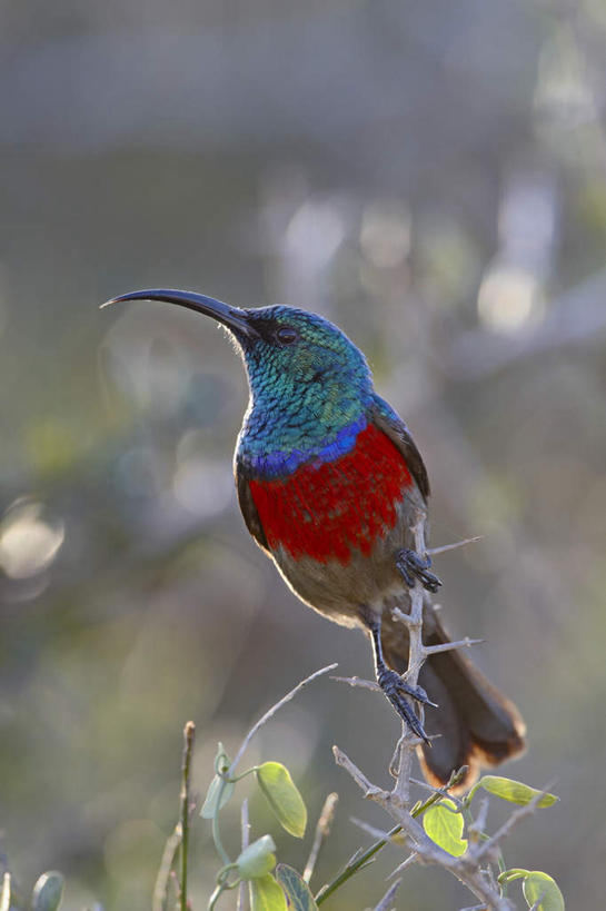 无人,站,竖图,室外,白天,侧面,美景,植物,鸟,叶子,非洲,南非,阴影,朦胧,模糊,光线,鸟类,影子,景观,绿叶,枝条,注视,树,树木,树枝,一只,阳光,自然,观察,看,站着,嫩叶,景色,观看,察看,关注,自然风光,阿非利加洲,太阳鸟,南非共和国,虬枝,枝杈,叶,叶片,站立,彩图,全身