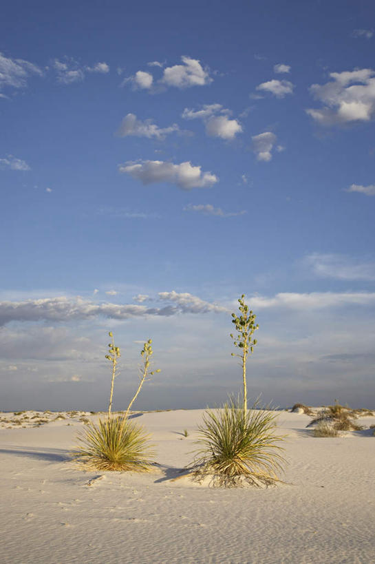 无人,竖图,室外,白天,正面,石头,美景,沙滩,龙舌兰,美国,阴影,光线,沙子,石子,影子,海岸,景观,云,云朵,沙地,云彩,蓝色,白云,蓝天,天空,阳光,自然,天,景色,晴朗,北美,北美洲,自然风光,美洲,新墨西哥,新墨西哥州,北亚美利加洲,亚美利加洲,迷人之地,迷人之州,毛边丝兰,软叶丝兰,丝兰,番麻,海滩,石块,岩石,晴空,彩图,龙舌掌
