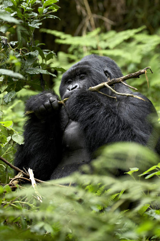 无人,竖图,室外,白天,仰视,旅游,度假,美景,植物,哺乳动物,野生动物,猩猩,叶子,握,阴影,光线,影子,景观,绿叶,枝条,拿,拿着,娱乐,树,树木,树枝,一只,阳光,自然,动物,享受,休闲,嫩叶,景色,放松,握着,幼崽,自然风光,大猩猩,金刚猩猩,虬枝,枝杈,山地大猩猩,叶,叶片,彩图,低角度拍摄,全身