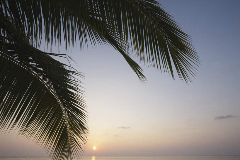 无人,横图,室外,白天,正面,旅游,度假,美景,日落,植物,棕榈树,叶子,马尔代夫,亚洲,景观,晚霞,霞光,落日,绿叶,娱乐,树,树木,蓝色,绿色,蓝天,天空,自然,黄昏,天,享受,休闲,嫩叶,景色,彩霞,放松,生长,成长,自然风光,南亚,棕榈叶,马尔代夫共和国,夕照,马累岛,叶,叶片,夕阳,彩图,斜阳