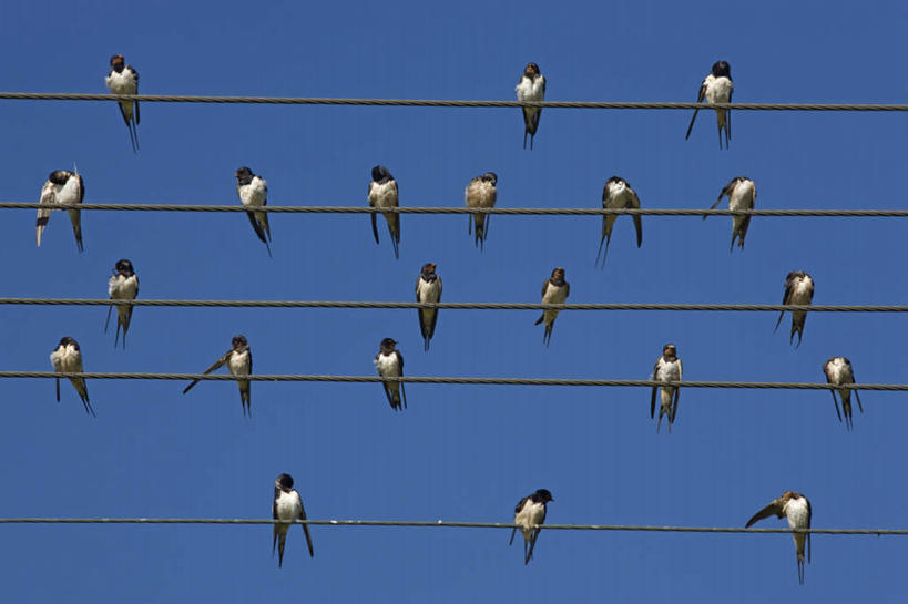 无人,横图,室外,白天,仰视,旅游,度假,美景,鸟,燕子,非洲,南非,一排,阴影,整齐,电力,光线,鸟类,电线,线,影子,景观,电能,线路,娱乐,排列,蓝色,蓝天,天空,阳光,自然,天,享受,休闲,景色,放松,可爱,栖息,活泼,电,电源,电源线,队列,自然风光,能量,阿非利加洲,家燕,拙燕,南非共和国,西开普省,栖身,彩图,低角度拍摄,全身,益鸟