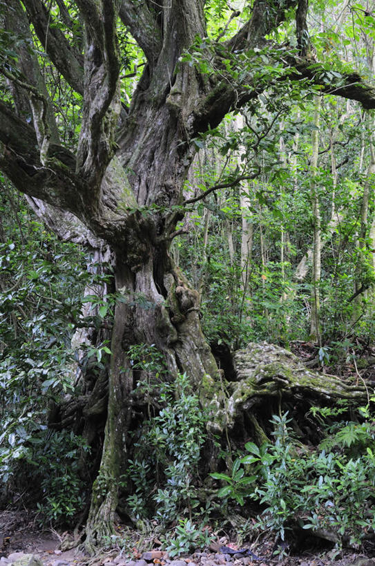 无人,竖图,室外,白天,正面,旅游,度假,美景,植物,法国,欧洲,阴影,光线,影子,景观,枝条,娱乐,树,树木,树枝,绿色,阳光,自然,享受,休闲,景色,放松,生长,成长,自然风光,波利尼西亚,法属波利尼西亚,法兰西共和国,法兰西第五共和国,虬枝,枝杈,彩图