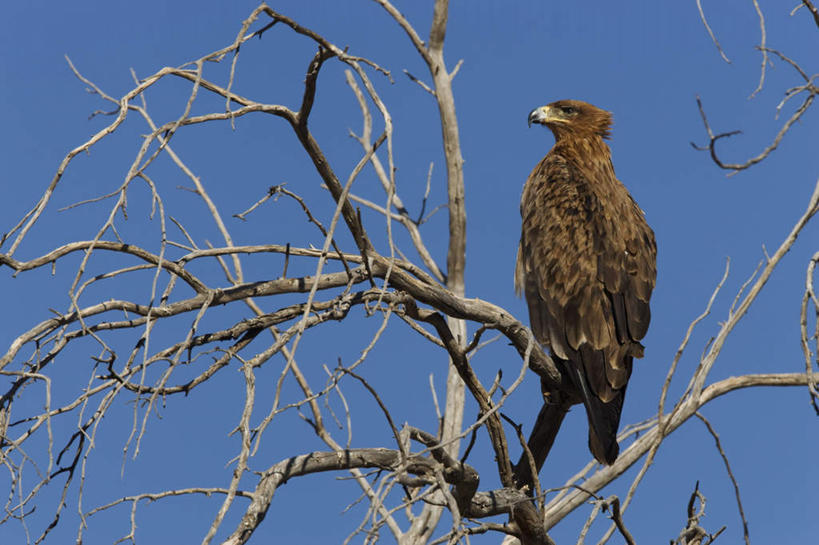 无人,站,横图,室外,白天,仰视,旅游,度假,美景,植物,鸟,野生动物,鹰,非洲,阴影,光线,鸟类,影子,景观,枯枝,枝条,注视,娱乐,树,树木,树枝,一只,蓝色,蓝天,天空,阳光,自然,动物,天,观察,看,站着,享受,休闲,景色,放松,晴朗,观看,察看,关注,自然风光,凶猛,鸢,万里无云,阿非利加洲,虬枝,枝杈,卡格拉格帝边境公园,卡格拉格帝跨国境公园,卡格拉格帝越界公园,残暴,凶残,晴空,晴空万里,老鹰,站立,彩图,低角度拍摄,全身