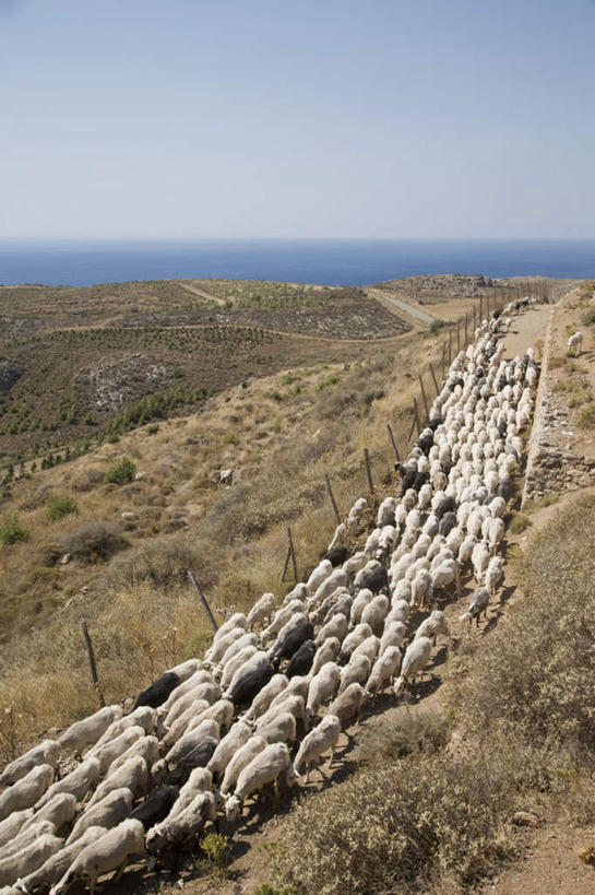无人,农场,走,竖图,俯视,航拍,室外,白天,畜牧业,牧场,石头,山,山脉,植物,羊,希腊,欧洲,许多,枯萎,石子,山峰,枯草,山峦,很多,草,黄色,蓝色,蓝天,天空,动物,群山,天,家畜,牲畜,晴朗,生态,鸟瞰,畜牧,希腊共和国,万里无云,克里特岛,牧业,群落,生态系统,生物圈,种群,石块,岩石,晴空,晴空万里,绵羊,步行,散步,走路,彩图,高角度拍摄,全身