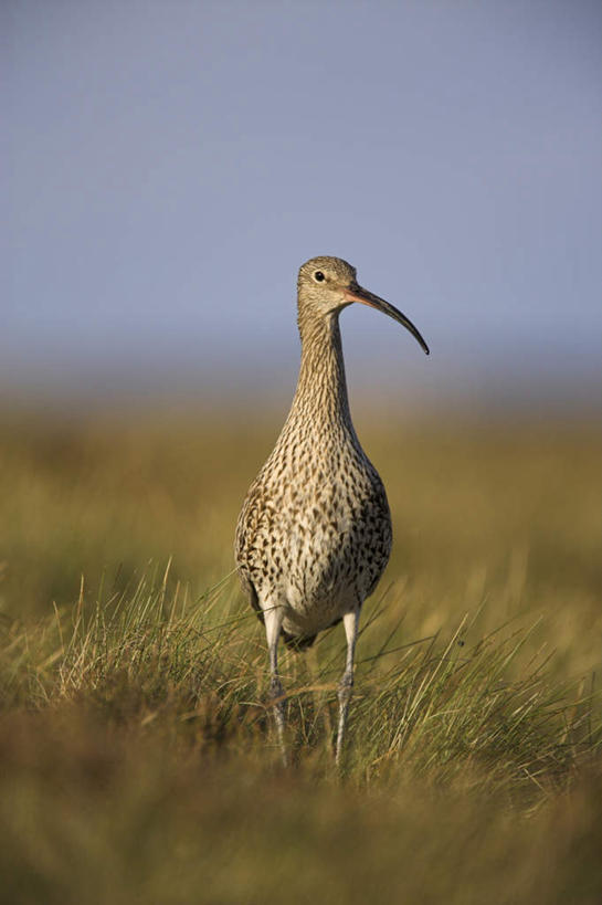 无人,站,竖图,室外,特写,白天,正面,旅游,度假,草地,草原,美景,植物,鸟,英国,欧洲,阴影,朦胧,模糊,光线,杓鹬,鸟类,影子,景观,旷野,注视,娱乐,英格兰,草,一只,蓝色,绿色,蓝天,天空,阳光,自然,天,观察,看,站着,享受,休闲,景色,放松,晴朗,观看,察看,西欧,关注,自然风光,原野,大不列颠,大不列颠及北爱尔兰联合王国,万里无云,大不列颠联合王国,日不落英帝国,鹬,英吉利,晴空,晴空万里,站立,彩图,全身