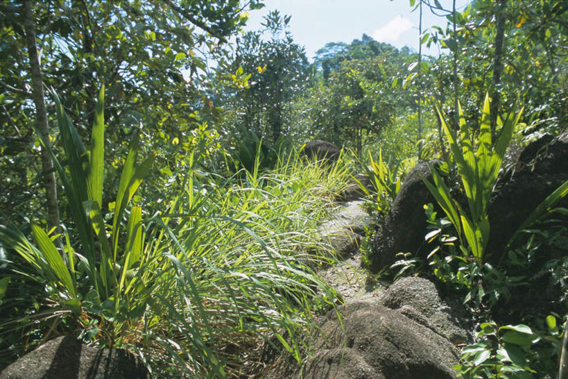 无人,横图,室外,白天,正面,旅游,度假,岛屿,石头,美景,森林,树林,植物,叶子,非洲,塞舌尔,阴影,光线,石子,纹理,影子,岛,景观,云,云朵,绿叶,云彩,娱乐,树,树木,蓝色,绿色,白云,蓝天,天空,阳光,自然,天,享受,休闲,嫩叶,景色,放松,生长,晴朗,成长,自然风光,塞舌尔共和国,肌理,阿非利加洲,东非,马埃岛,叶,叶片,叶脉,列岛,群岛,石块,岩石,诸岛,晴空,彩图