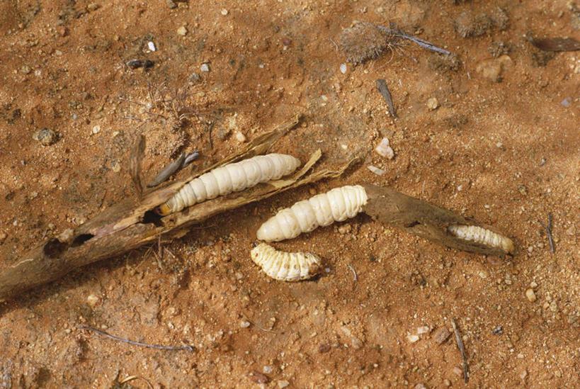 无人,横图,俯视,室外,白天,澳大利亚,阴影,光线,昆虫,影子,泥土,土壤,阳光,动物,毛毛虫,大洋洲,澳洲,南方大陆,害虫,澳大利亚联邦,北领地,毛虫,带蛾毛虫,列队毛虫,彩图,高角度拍摄