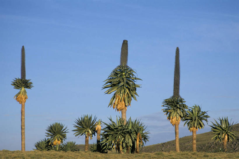 无人,横图,室外,白天,正面,旅游,度假,草地,草坪,美景,植物,非洲,埃塞俄比亚,阴影,盛开,光线,影子,景观,草药,药草,花蕾,娱乐,中药,草,花,花瓣,花朵,鲜花,树,树木,蓝色,绿色,蓝天,天空,阳光,自然,天,花苞,花蕊,享受,休闲,景色,放松,清热,生长,晴朗,成长,自然风光,半边莲,药材,中草药,中药材,本草,万里无云,半边花,止血,解毒,阿非利加洲,埃塞俄比亚联邦民主共和国,利尿,消炎,生肌,消肿,瓜仁草,利水,晴空,晴空万里,彩图