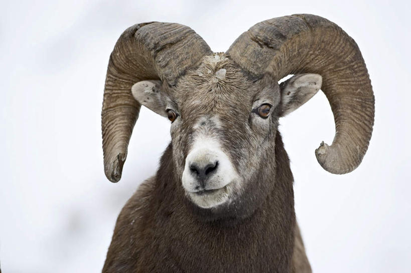 无人,公园,站,横图,室外,白天,正面,旅游,度假,美景,雪,大雪,野生动物,羊,美国,阴影,光线,影子,积雪,景观,雪景,冬季,冬天,注视,娱乐,一只,阳光,自然,动物,观察,看,站着,享受,休闲,景色,放松,寒冷,可爱,活泼,观看,察看,北美,北美洲,国家公园,关注,自然风光,美洲,黄石国家公园,怀俄明州,大角羊,怀俄明,黄石公园,北亚美利加洲,亚美利加洲,严寒,平等之州,盘角羊,盘羊,站立,半身,彩图