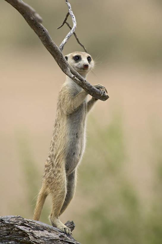 无人,站,竖图,室外,特写,白天,正面,旅游,度假,美景,植物,哺乳动物,野生动物,非洲,阴影,朦胧,模糊,光线,影子,景观,枝条,注视,娱乐,树,树木,树枝,一只,阳光,自然,动物,扶,观察,看,站着,享受,休闲,景色,放松,可爱,活泼,观看,察看,扶着,关注,自然风光,狐獴,猫鼬,阿非利加洲,灰爪狸,细尾獴,虬枝,枝杈,卡格拉格帝边境公园,卡格拉格帝跨国境公园,卡格拉格帝越界公园,站立,半身,彩图