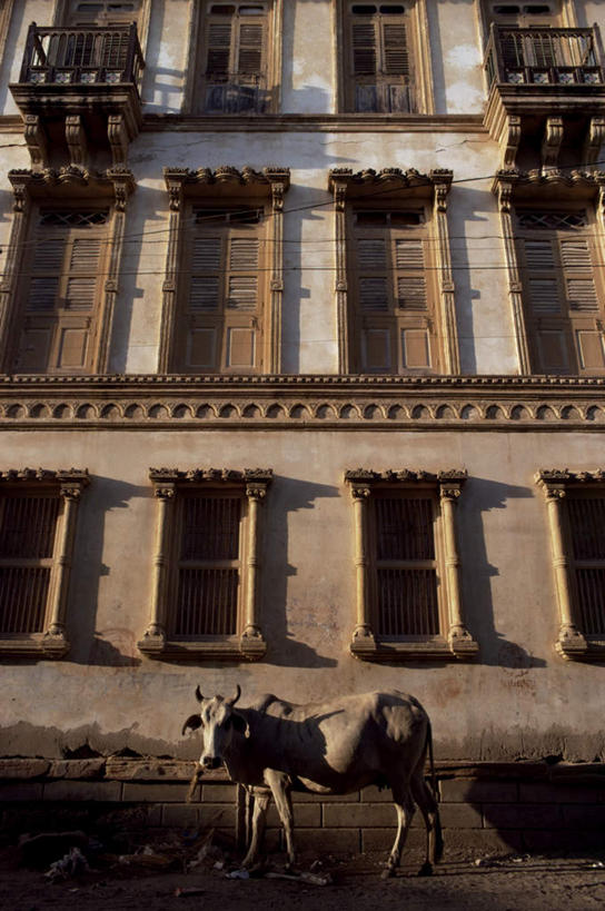 无人,家,栏杆,露台,站,竖图,室外,白天,侧面,度假,美景,窗户,门,阳台,城市风光,城市,牛,印度,亚洲,一头,阴影,光线,扶手,影子,房屋,墙,屋子,景观,注视,娱乐,护栏,楼房,玻璃窗,墙壁,墙面,住宅,阳光,动物,门框,观察,看,站着,享受,休闲,家畜,景色,放松,牲畜,观看,察看,关注,南亚,印度共和国,古吉拉特,古吉拉特邦,站立,彩图,全身,房子,露天阳台