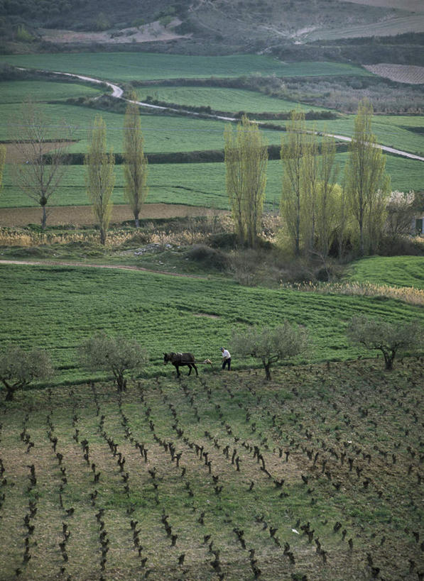 西方人,一个人,农民,农田,站,竖图,俯视,航拍,室外,白天,旅游,度假,农业,庄稼,农作物,草地,草坪,美景,植物,西班牙,欧洲,欧洲人,仅一个男性,仅一个人,一头,握,种植,阴影,服装,光线,影子,稻田,耕田,景观,拿,拿着,注视,休闲装,娱乐,草,树,树木,仅一个年轻男性,衣服,绿色,阳光,自然,动物,观察,看,站着,享受,休闲,休闲服,家畜,景色,放松,握着,服饰,牲畜,生长,成长,观看,察看,栽培,栽种,鸟瞰,关注,南欧,自然风光,驴,种田,农具,犁,西班牙王国,耕具,驴子,莳植,纳瓦拉,男人,男性,年轻男性,白种人,佃农,农场主,农夫,农工,乡下人,小农,庄稼人,站立,彩图,高角度拍摄,全身,耕地,庄稼田