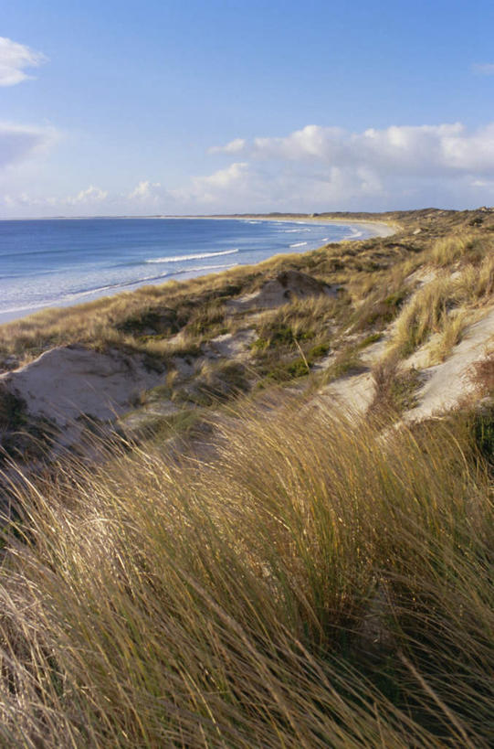 无人,竖图,室外,白天,正面,旅游,度假,草地,草坪,海浪,海洋,美景,沙滩,植物,芦苇,叶子,新西兰,阴影,波纹,平静,光线,沙子,影子,海岸,景观,浪花,云,云朵,粽叶,绿叶,涟漪,沙地,云彩,娱乐,草,蓝色,绿色,白云,倒影,蓝天,水纹,天空,阳光,自然,海水,波浪,天,享受,休闲,嫩叶,景色,安静,放松,晴朗,宁静,倒映,静谧,自然风光,大洋洲,海景,水晕,箬叶,芦苇叶,镇静,纽西兰,冷静,沉静,长白云之乡,恬静,安祥,僻静,清静,太平,反照,查塔姆群岛,叶,叶片,大海,风浪,海,海水的波动,海滩,近岸浪,涌浪,晴空,彩图