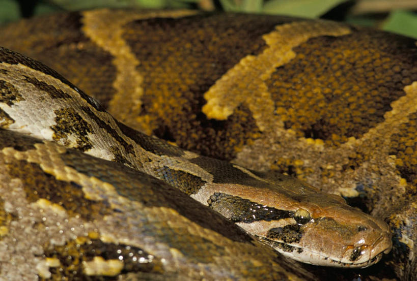 无人,公园,横图,俯视,室外,特写,白天,旅游,度假,美景,野生动物,印度,亚洲,一条,阴影,卷曲,光线,蟒蛇,爬行动物,蛇,影子,景观,注视,娱乐,阳光,自然,动物,观察,看,趴着,享受,休闲,景色,放松,观看,察看,国家公园,关注,自然风光,冷血动物,南亚,凶猛,脊椎动物,长虫,斋浦尔,拉贾斯坦,拉贾普达那,拉贾斯丹,网蟒,网纹蟒,凯奥拉德奥国家公园,残暴,凶残,趴,半身,彩图,高角度拍摄,冷血