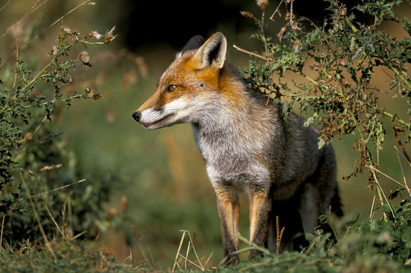 无人,站,横图,室外,白天,侧面,草地,草坪,美景,植物,狐狸,野生动物,英国,欧洲,阴影,光线,影子,景观,枝条,草,树,树木,树枝,一只,绿色,阳光,自然,动物,站着,景色,生长,成长,西欧,自然风光,大不列颠,狡猾,大不列颠及北爱尔兰联合王国,大不列颠联合王国,日不落英帝国,狡诈,火狐,虬枝,枝杈,红狐,赤狐,草狐,站立,半身,彩图