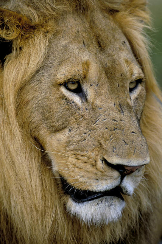 无人,竖图,室外,白天,正面,美景,哺乳动物,野生动物,狮子,非洲,南非,景观,一只,自然,动物,景色,自然风光,凶猛,阿非利加洲,南非共和国,残暴,凶残,半身,彩图