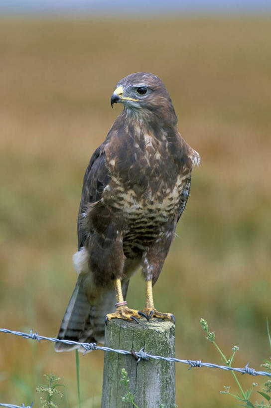 无人,站,竖图,室外,白天,正面,美景,鸟,野生动物,阴影,光线,鸟类,秃鹫,影子,景观,树桩,铁丝网,树,树干,一只,阳光,自然,动物,站着,木桩,景色,自然风光,凶猛,铁蒺藜,残暴,凶残,座山雕,秃鹰,狗头鹫,站立,彩图,全身
