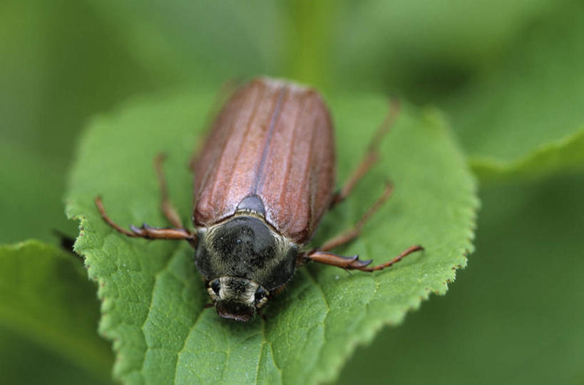 无人,站,横图,室外,白天,正面,旅游,度假,美景,植物,瓢虫,叶子,德国,欧洲,阴影,光线,昆虫,影子,斑点,景观,绿叶,注视,娱乐,树,树木,一只,绿色,阳光,自然,动物,观察,看,站着,享受,休闲,嫩叶,景色,放松,生长,成长,观看,察看,西欧,关注,自然风光,益虫,德意志联邦共和国,叶,叶片,七星瓢虫,花大姐,站立,彩图,全身