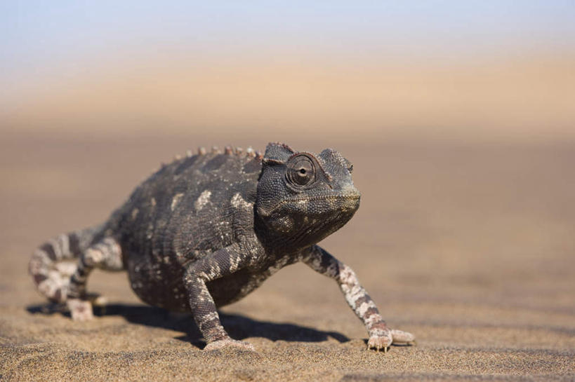 无人,横图,室外,白天,侧面,旅游,度假,美景,沙漠,变色龙,野生动物,非洲,纳米比亚,阴影,光线,沙子,影子,景观,注视,娱乐,一只,阳光,自然,动物,观察,看,趴着,享受,休闲,景色,放松,观看,察看,关注,自然风光,纳米比亚共和国,避役,大漠,砂漠,趴,彩图,全身