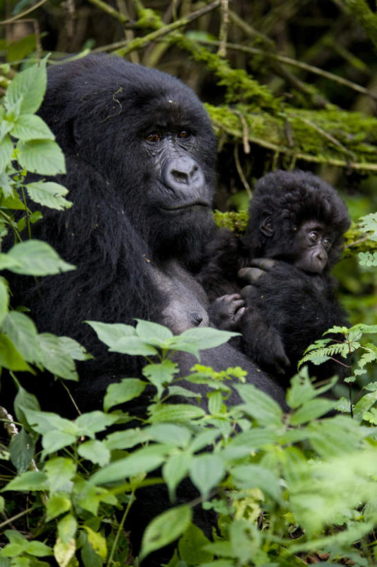 无人,坐,抱,竖图,室外,特写,白天,正面,旅游,度假,美景,植物,哺乳动物,野生动物,猩猩,叶子,非洲,卢旺达,阴影,光线,影子,景观,绿叶,注视,娱乐,树,树木,绿色,阳光,自然,动物,观察,看,两只,享受,休闲,嫩叶,景色,放松,生长,成长,抱着,观看,察看,搂着,关注,自然风光,大猩猩,阿非利加洲,金刚猩猩,卢旺达共和国,山地大猩猩,叶,叶片,怀抱,搂,搂抱,相抱,拥抱,坐着,半身,彩图