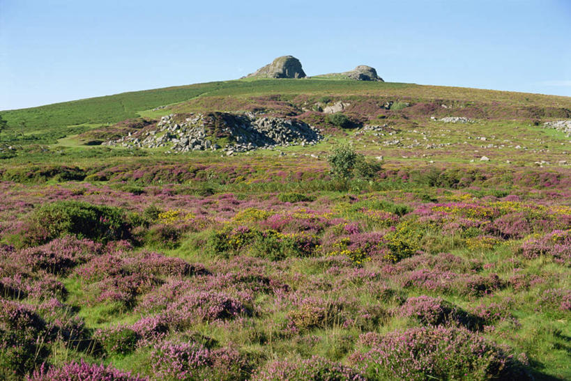无人,横图,室外,白天,正面,旅游,度假,草地,草坪,花海,花圃,石头,美景,植物,叶子,英国,欧洲,阴影,盛开,光线,石子,影子,景观,花蕾,娱乐,英格兰,草,花,花瓣,花朵,花卉,鲜花,蓝色,绿色,蓝天,天空,阳光,自然,花丛,花束,花田,天,花苞,花蕊,享受,休闲,景色,放松,晴朗,庄重,西欧,自然风光,大不列颠,沉积岩,大不列颠及北爱尔兰联合王国,万里无云,威严,扇骨木,石南,石南花,石楠,石楠花,大不列颠联合王国,日不落英帝国,英吉利,水成岩,孤独,石块,岩石,晴空,晴空万里,彩图