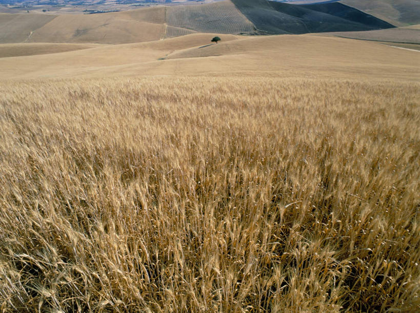 无人,农田,横图,俯视,室外,白天,旅游,度假,庄稼,农作物,美景,山,山脉,植物,意大利,欧洲,阴影,丰富,丰收,光线,影子,景观,山峰,山峦,丰盛,娱乐,树,树木,绿色,阳光,自然,群山,享受,休闲,景色,放松,生长,成长,西西里,南欧,自然风光,意大利共和国,西西里岛,丰登,丰硕,恩纳省,彩图,高角度拍摄,耕地,庄稼田