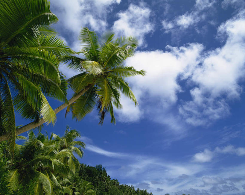 无人,横图,室外,白天,仰视,旅游,度假,岛屿,美景,沙滩,植物,棕榈树,叶子,非洲,塞舌尔,阴影,光线,沙子,影子,岛,海岸,景观,云,云朵,绿叶,沙地,云彩,娱乐,树,树木,蓝色,绿色,白云,蓝天,天空,阳光,自然,天,享受,休闲,嫩叶,景色,放松,生长,晴朗,成长,自然风光,棕榈叶,塞舌尔共和国,阿非利加洲,东非,马埃岛,叶,叶片,海滩,列岛,群岛,诸岛,晴空,彩图,低角度拍摄