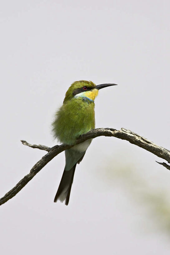 无人,站,竖图,室外,特写,白天,正面,旅游,度假,美景,沙漠,植物,蜂鸟,鸟,非洲,博茨瓦纳,阴影,朦胧,模糊,光线,鸟类,影子,景观,枝条,注视,娱乐,树,树木,树枝,一只,阳光,自然,观察,看,站着,享受,休闲,景色,放松,观看,察看,国家公园,关注,自然风光,蜂虎,波札那,博茨瓦纳共和国,虬枝,枝杈,燕尾蜂虎,卡拉哈迪大羚羊国家公园,卡拉哈迪沙漠,大漠,砂漠,站立,彩图,全身
