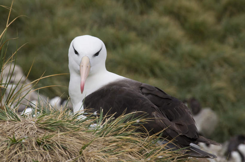 无人,站,横图,俯视,室外,特写,白天,草地,草坪,美景,山,山脉,植物,海鸟,鸟,信天翁,阴影,朦胧,模糊,光线,鸟类,影子,景观,山峰,山峦,扭头,注视,草,一只,绿色,阳光,自然,群山,观察,看,站着,转头,景色,南美,观看,察看,南美洲,拉丁美洲,关注,自然风光,美洲,亚美利加洲,南亚美利加洲,海鸳,福克兰群岛,黑眉信天翁,马岛,马尔维纳斯群岛,西点岛,站立,彩图,高角度拍摄,全身