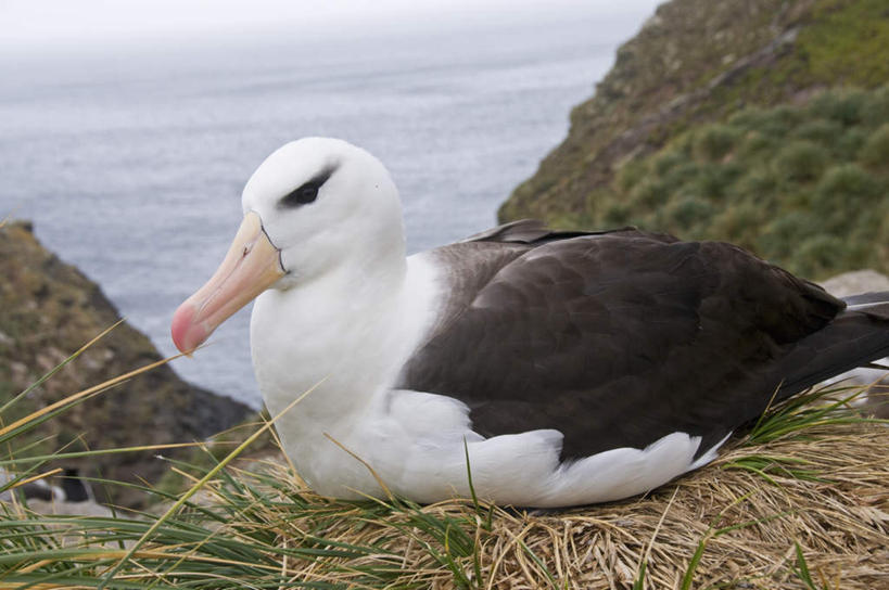 无人,站,横图,俯视,室外,特写,白天,草地,草坪,海浪,海洋,美景,山,山脉,植物,海鸟,鸟,信天翁,阴影,朦胧,模糊,光线,鸟类,影子,景观,浪花,山峰,山峦,注视,草,一只,绿色,阳光,自然,海水,群山,观察,看,站着,景色,南美,观看,察看,南美洲,拉丁美洲,关注,自然风光,美洲,海景,亚美利加洲,南亚美利加洲,海鸳,福克兰群岛,黑眉信天翁,马岛,马尔维纳斯群岛,西点岛,大海,风浪,海,海水的波动,近岸浪,涌浪,站立,彩图,高角度拍摄,全身