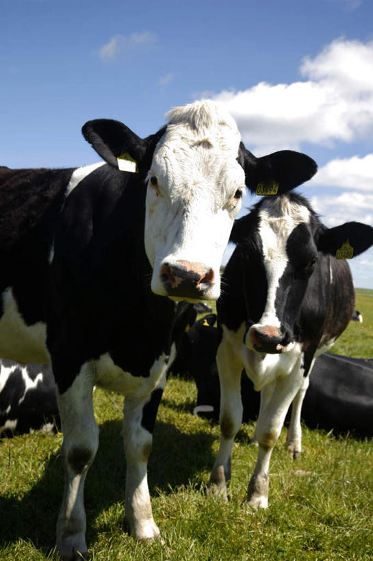 无人,站,竖图,室外,白天,正面,旅游,度假,草地,草坪,美景,植物,牛,丹麦,欧洲,两头,阴影,光线,影子,景观,云,云朵,云彩,注视,娱乐,草,蓝色,绿色,白云,蓝天,天空,阳光,自然,动物,天,观察,看,站着,享受,休闲,家畜,景色,放松,牲畜,晴朗,观看,察看,关注,自然风光,北欧,斯堪狄纳维亚半岛,丹麦王国,日德兰半岛,晴空,站立,半身,彩图