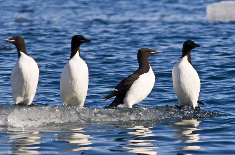 无人,站,横图,室外,白天,正面,旅游,度假,海浪,海洋,美景,鸟,野生动物,挪威,欧洲,四只,一排,阴影,波纹,整齐,光线,鸟类,影子,冰,景观,浪花,涟漪,注视,娱乐,排列,倒影,水纹,阳光,自然,海水,动物,波浪,浮冰,观察,看,站着,享受,休闲,景色,放松,寒冷,可爱,活泼,观看,察看,冰冷,倒映,斯堪的纳维亚,队列,关注,自然风光,北欧,斯堪的纳维亚半岛,海景,水晕,严寒,冰凉,酷寒,凛冽,凛凛,极冷,流冰,浮冰块,挪威王国,反照,海鸽,大海,风浪,海,海水的波动,近岸浪,涌浪,站立,彩图,全身