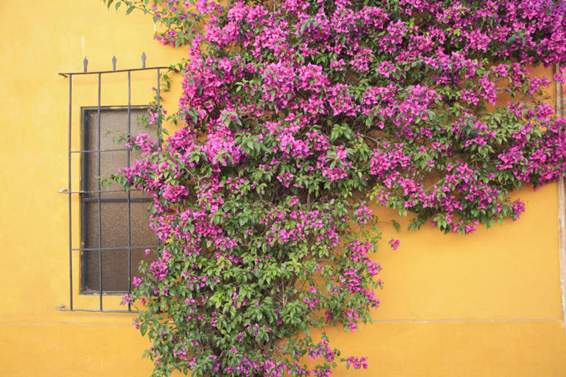 无人,栏杆,横图,俯视,室外,特写,白天,旅游,度假,植物,窗户,叶子,墨西哥,阴影,盛开,光线,纹理,影子,栅栏,墙,篱笆,围栏,绿叶,花蕾,娱乐,护栏,玻璃窗,墙壁,墙面,花,花瓣,花朵,鲜花,黄色,绿色,阳光,花苞,花蕊,享受,休闲,嫩叶,放松,北美,北美洲,美洲,肌理,北亚美利加洲,亚美利加洲,墨西哥合众国,仙人掌王国,克雷塔罗,克雷塔罗州,叶,叶片,叶脉,彩图,高角度拍摄