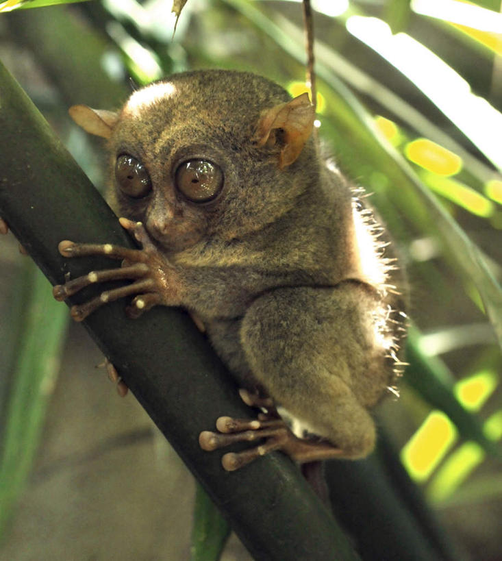 无人,攀登,竖图,室外,白天,正面,旅游,度假,美景,植物,哺乳动物,猴,野生动物,猴子,叶子,菲律宾,亚洲,阴影,光线,纹理,影子,景观,绿叶,注视,娱乐,树,树木,一只,绿色,阳光,自然,动物,观察,看,享受,休闲,爬,嫩叶,景色,放松,可爱,东南亚,活泼,生长,成长,观看,察看,关注,自然风光,眼镜猴,肌理,菲律宾共和国,叶,叶片,叶脉,攀爬,彩图,全身