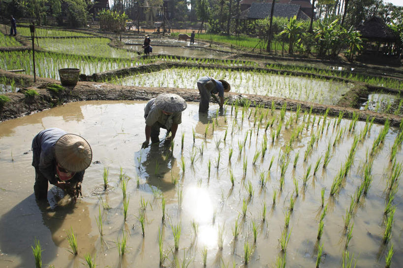 东方人,三个人,农田,站,横图,俯视,室外,白天,民族服装,旅游,度假,农业,庄稼,农作物,草地,草坪,美景,植物,帽子,泰国,亚洲,弯腰,握,种植,阴影,光线,草帽,影子,稻田,景观,拿,拿着,注视,黄种人,娱乐,草,树,树木,绿色,阳光,自然,观察,看,站着,享受,休闲,景色,放松,握着,东南亚,生长,成长,观看,察看,栽培,栽种,关注,自然风光,泰王国,弯身,莳植,男人,男性,女人,女性,中年男性,中年女性,亚洲人,站立,彩图,高角度拍摄,全身,传统服装,民俗服,耕地,庄稼田