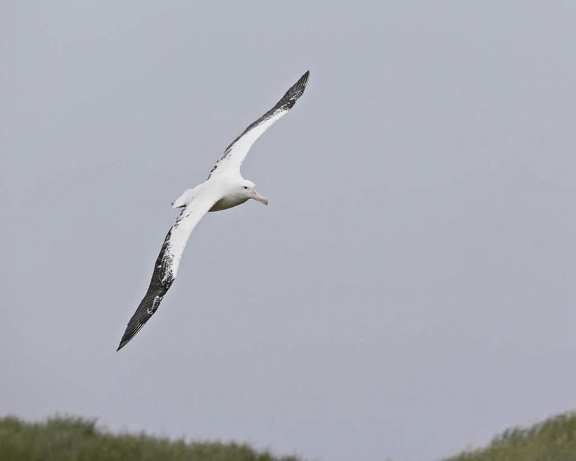 无人,横图,室外,白天,仰视,旅游,度假,美景,植物,海鸟,鸟,信天翁,欧洲,冰岛,飞翔,伸展,张开,展翅,阴影,飞行,光线,翅膀,鸟类,影子,景观,翱翔,注视,娱乐,飞舞,树,树木,一只,蓝色,绿色,蓝天,天空,阳光,自然,天,观察,看,享受,休闲,景色,放松,生长,晴朗,成长,观看,察看,关注,自然风光,北欧,张开翅膀,万里无云,冰岛共和国,遨游,漫游,海鸳,展开翅膀,晴空,晴空万里,彩图,低角度拍摄,全身