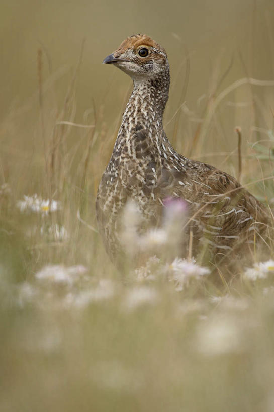无人,站,竖图,室外,白天,正面,旅游,度假,花海,花圃,美景,植物,鸟,柳叶鸡,叶子,加拿大,阴影,枯萎,盛开,光线,鸟类,影子,景观,枯草,花蕾,注视,娱乐,草,花,花瓣,花朵,花卉,鲜花,一只,黄色,绿色,阳光,自然,花丛,花束,花田,花苞,花蕊,观察,看,站着,享受,休闲,景色,放松,观看,察看,北美,北美洲,关注,自然风光,美洲,洛矶山脉,落基山脉,北亚美利加洲,亚美利加洲,亚伯达盆地,勺鸡,松鸡,站立,半身,彩图