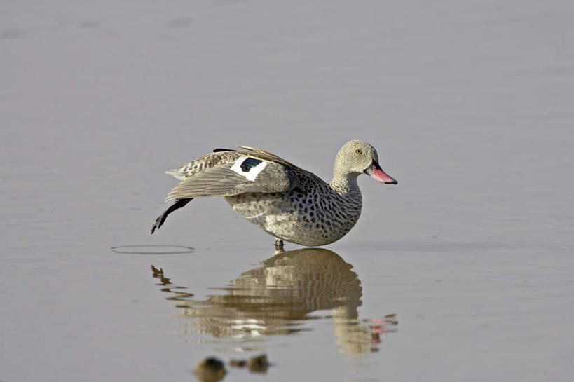 无人,站,横图,室外,白天,侧面,旅游,度假,湖,湖泊,美景,水,鸟,非洲,坦桑尼亚,阴影,波纹,光线,鸟类,鸭,影子,湖面,景观,水流,水面,涟漪,注视,娱乐,家禽,一只,倒影,水纹,阳光,自然,动物,波浪,湖水,观察,看,站着,享受,休闲,景色,放松,牲畜,观看,察看,倒映,关注,自然风光,野鸭,水晕,东非,坦桑尼亚联合共和国,反照,站立,半身,彩图