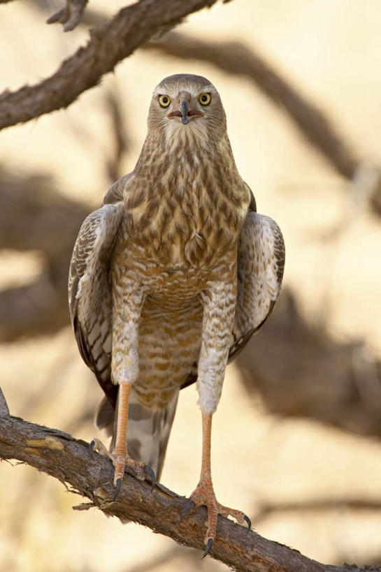 无人,站,竖图,室外,特写,白天,仰视,美景,日落,沙漠,植物,苍鹰,鸟,野生动物,鹰,非洲,博茨瓦纳,朦胧,模糊,鸟类,景观,晚霞,霞光,落日,枝条,注视,树,树木,树枝,一只,自然,黄昏,动物,观察,看,站着,景色,彩霞,观看,察看,国家公园,关注,自然风光,凶猛,黄鹰,波札那,博茨瓦纳共和国,夕照,虬枝,枝杈,卡拉哈迪大羚羊国家公园,卡拉哈迪沙漠,残暴,凶残,大漠,砂漠,夕阳,站立,彩图,低角度拍摄,全身,斜阳