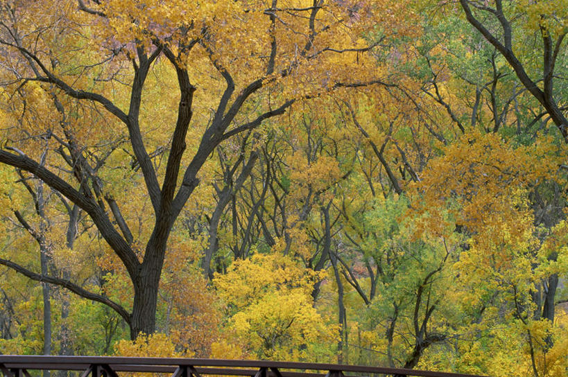 无人,公园,横图,室外,白天,正面,旅游,度假,美景,秋季,树林,植物,叶子,美国,阴影,光线,影子,景观,娱乐,树,树木,绿色,阳光,自然,享受,休闲,景色,放松,生长,成长,杨树,北美,北美洲,犹他州,自然风光,美洲,北亚美利加洲,亚美利加洲,犹他,蜂窝之州,蜂房州,锡安国家公园,宰恩国家公园,叶,叶片,秋,秋天,彩图
