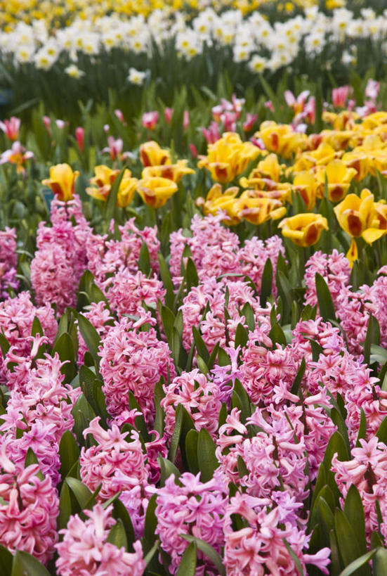 无人,竖图,俯视,室外,特写,白天,爱情,旅游,度假,花海,花圃,美景,植物,风信子,叶子,欧洲,荷兰,阴影,盛开,光线,影子,景观,首都,花蕾,娱乐,花,花瓣,花朵,花卉,鲜花,绿色,阳光,自然,花丛,花束,花田,花苞,花蕊,享受,休闲,景色,放松,悲伤,喜悦,西欧,自然风光,怀念,阿姆斯特丹,悲哀,荷兰王国,尼德兰王国,库肯霍夫花园,彩图,高角度拍摄