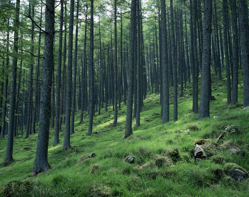 无人,横图,室外,白天,仰视,旅游,度假,草地,草坪,石头,美景,植物,爱尔兰,欧洲,阴影,朦胧,模糊,光线,石子,影子,景观,枝条,娱乐,草,树,树木,树枝,蓝色,绿色,蓝天,天空,阳光,自然,天,享受,休闲,景色,放松,生长,晴朗,成长,西欧,自然风光,万里无云,爱尔兰共和国,虬枝,枝杈,坎布里亚,坎布里亚郡,石块,岩石,晴空,晴空万里,彩图,低角度拍摄